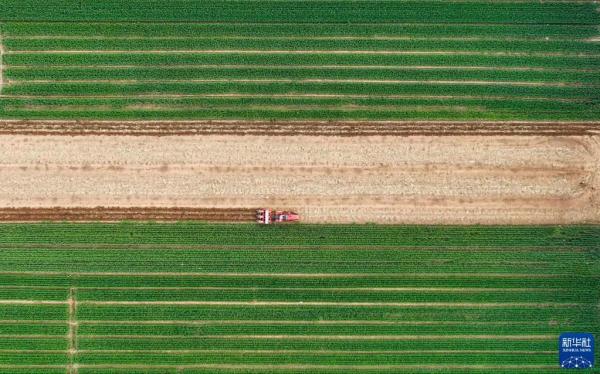 今日，小满！小得盈满，恰是圆满