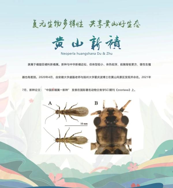 全球新物种！在安徽发现