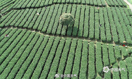 揭秘茶树茶叶的气候密码 气温是主要因素 揭秘茶树茶叶的气候密码 气温是主要因素