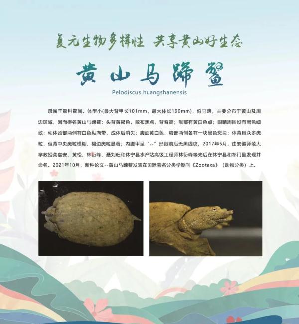 全球新物种！在安徽发现