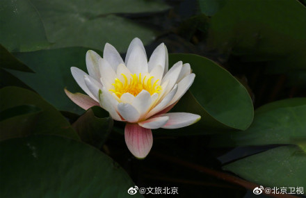 超美的!北京温榆河公园的睡莲开了 超美的!北京温榆河公园的睡莲开了