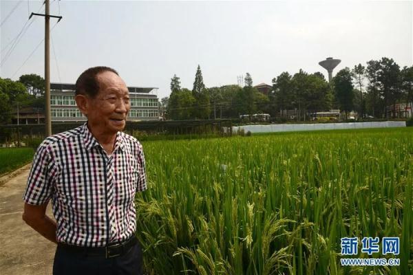 小满节气 | 夏熟凭小满 努力获丰年