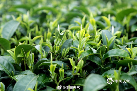 揭秘茶树茶叶的气候密码 气温是主要因素 揭秘茶树茶叶的气候密码 气温是主要因素