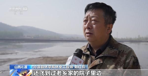 在大院里遛个弯 发现一只“天降”奇鸟→