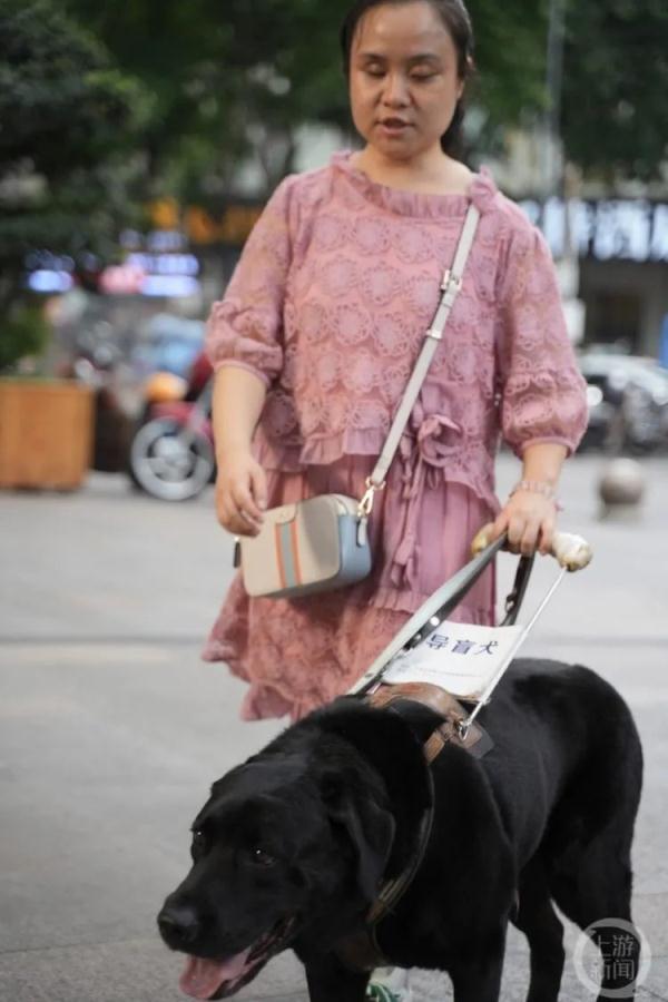 重庆第一只导盲犬“拉多”:谢谢你八年的深情陪伴 重庆第一只导盲犬“拉多”:谢谢你八年的深情陪伴