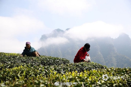 揭秘茶树茶叶的气候密码 气温是主要因素 揭秘茶树茶叶的气候密码 气温是主要因素