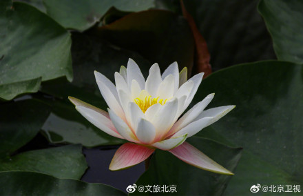 超美的!北京温榆河公园的睡莲开了 超美的!北京温榆河公园的睡莲开了