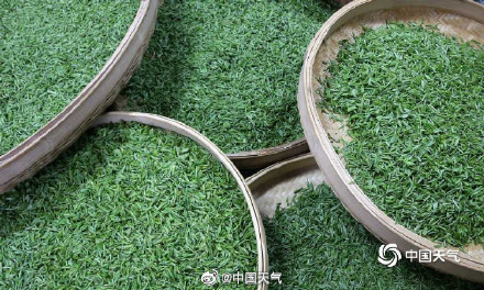 揭秘茶树茶叶的气候密码 气温是主要因素 揭秘茶树茶叶的气候密码 气温是主要因素