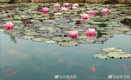 超美的!北京温榆河公园的睡莲开了 超美的!北京温榆河公园的睡莲开了