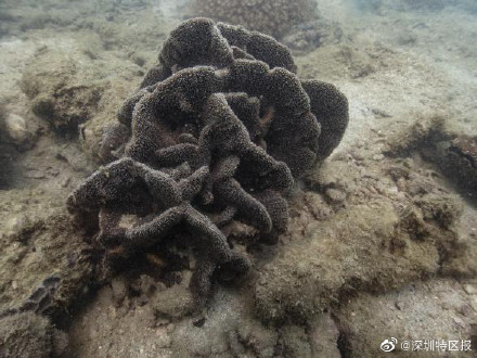 大鹏新区发现国家级保护动物共86种 另有5个物种为深圳首次记录