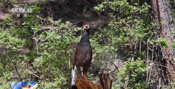 在大院里遛个弯 发现一只“天降”奇鸟→