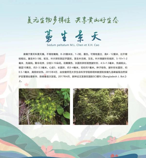 全球新物种！在安徽发现