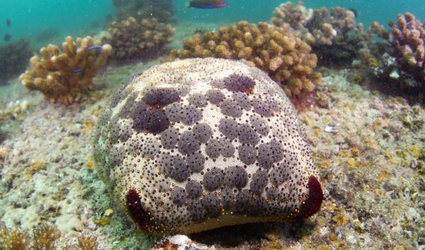 海南三亚:热带海洋牧场里的多彩生物世界 海南三亚:热带海洋牧场里的多彩生物世界