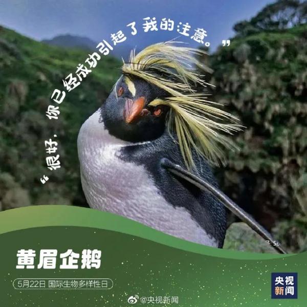 可可爱爱!这些神奇动物是表情包的常客→ 可可爱爱!这些神奇动物是表情包的常客→