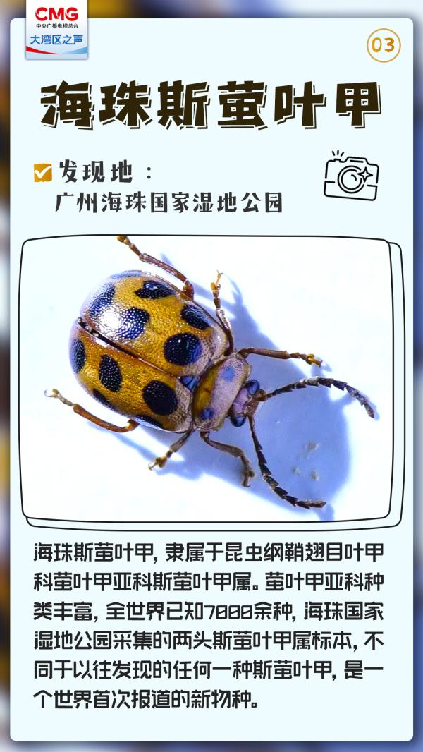 大湾区发现了神秘新生物，不一般！