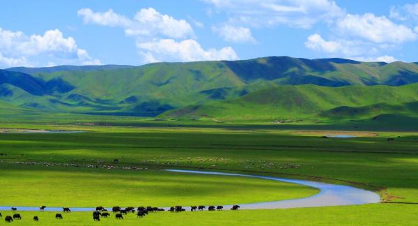 四川省阿坝州红原县境内的瓦切国家草原自然公园.