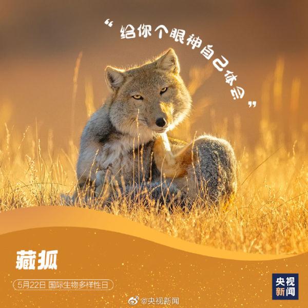 国际生物多样性日,请查收这些“神奇动物”表情包 国际生物多样性日,请查收这些“神奇动物”表情包