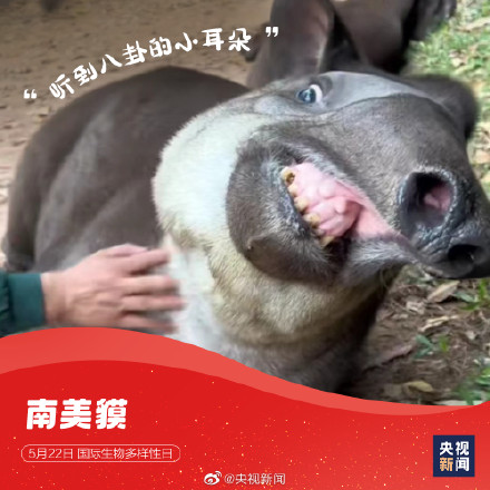 这些神奇动物是表情包的常客