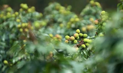 海南这么给“荔”!刚挂果就卖光…… 海南这么给“荔”!刚挂果就卖光……