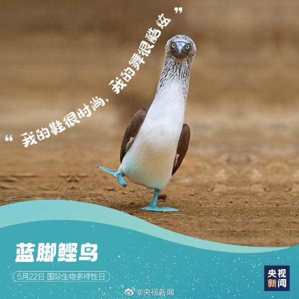 国际生物多样性日,请查收这些“神奇动物”表情包 国际生物多样性日,请查收这些“神奇动物”表情包