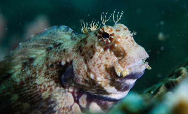 海南三亚:热带海洋牧场里的多彩生物世界 海南三亚:热带海洋牧场里的多彩生物世界