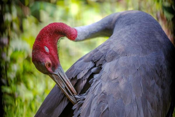 长空亮翅竞自由——泰国保护濒危赤颈鹤初见成效 长空亮翅竞自由——泰国保护濒危赤颈鹤初见成效