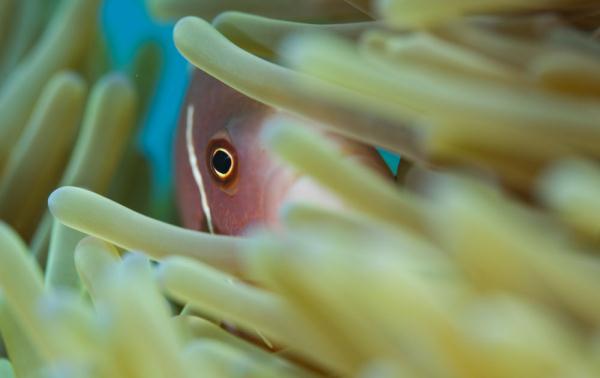 海南三亚:热带海洋牧场里的多彩生物世界 海南三亚:热带海洋牧场里的多彩生物世界