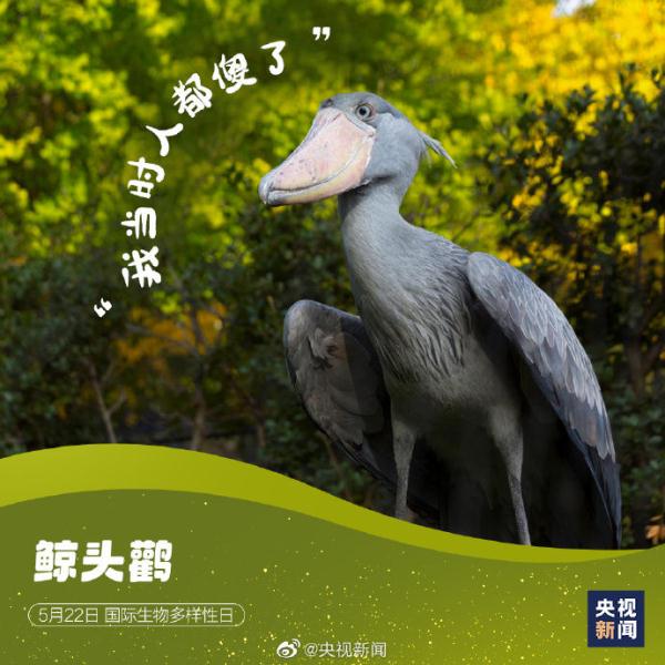 国际生物多样性日,请查收这些“神奇动物”表情包 国际生物多样性日,请查收这些“神奇动物”表情包