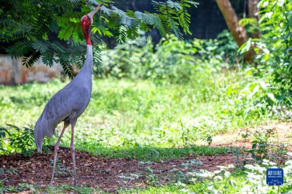 泰国保护濒危赤颈鹤初见成效 泰国保护濒危赤颈鹤初见成效