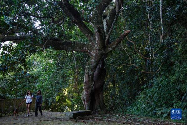探访巴西蒂茹卡国家公园 探访巴西蒂茹卡国家公园