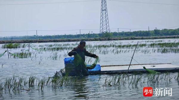 “无人机投喂师”每天养千亩小龙虾!工作超10个小时 “无人机投喂师”每天养千亩小龙虾!工作超10个小时