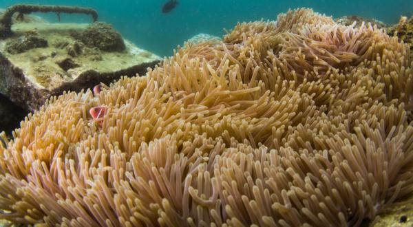 海南三亚:热带海洋牧场里的多彩生物世界 海南三亚:热带海洋牧场里的多彩生物世界