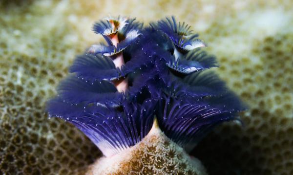 海南三亚:热带海洋牧场里的多彩生物世界 海南三亚:热带海洋牧场里的多彩生物世界