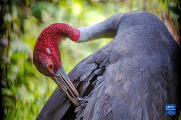 泰国保护濒危赤颈鹤初见成效 泰国保护濒危赤颈鹤初见成效