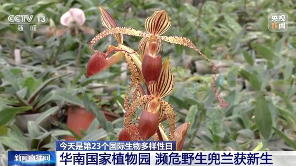 华南国家植物园濒危野生兜兰获新生 华南国家植物园濒危野生兜兰获新生