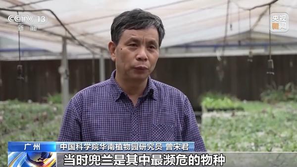 华南国家植物园濒危野生兜兰获新生 华南国家植物园濒危野生兜兰获新生