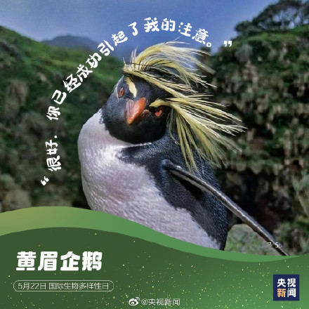 这些神奇动物是表情包的常客