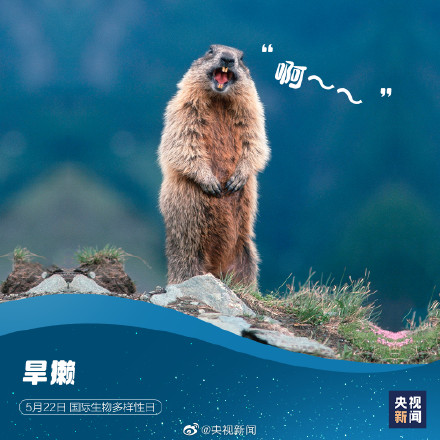这些神奇动物是表情包的常客