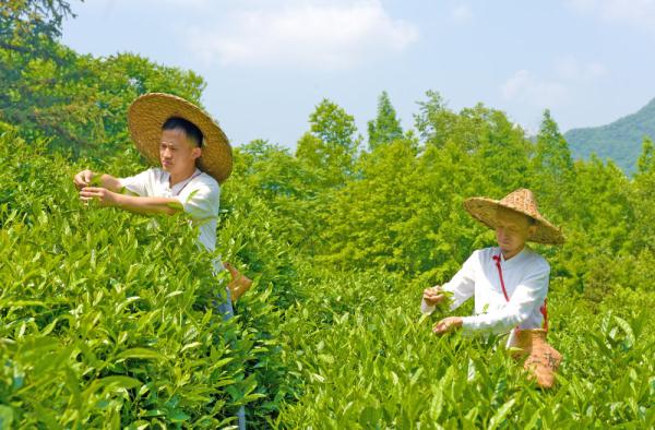 匠心传承石墨茶