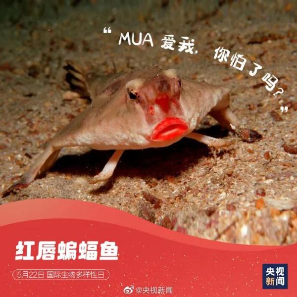 可可爱爱!这些神奇动物是表情包的常客→ 可可爱爱!这些神奇动物是表情包的常客→