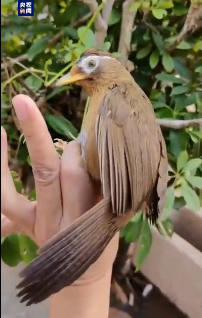 非法猎售1200余只画眉鸟 四人获刑! 非法猎售1200余只画眉鸟 四人获刑!