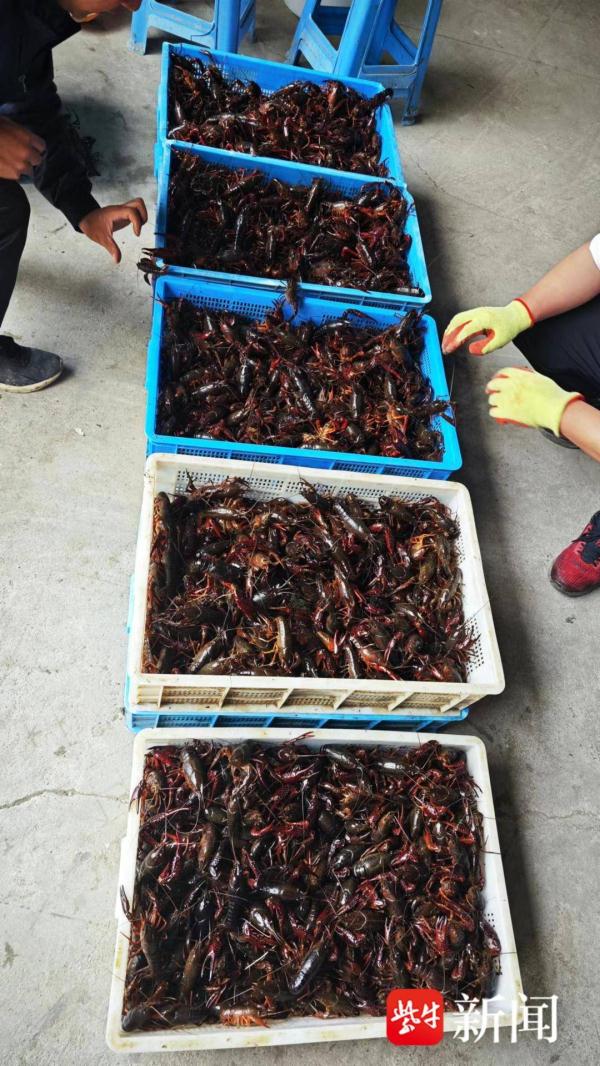 “无人机投喂师”每天养千亩小龙虾!工作超10个小时 “无人机投喂师”每天养千亩小龙虾!工作超10个小时