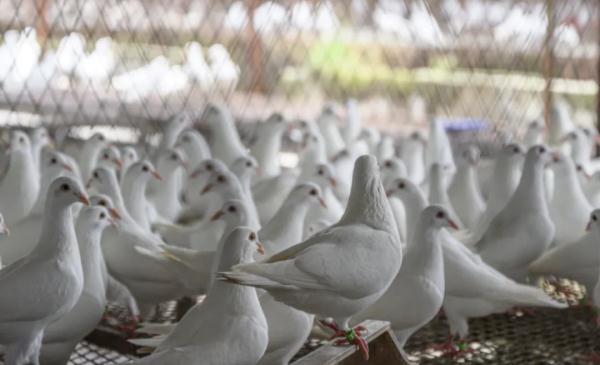 跨江“牵手”！去中山吃乳鸽更方便了→