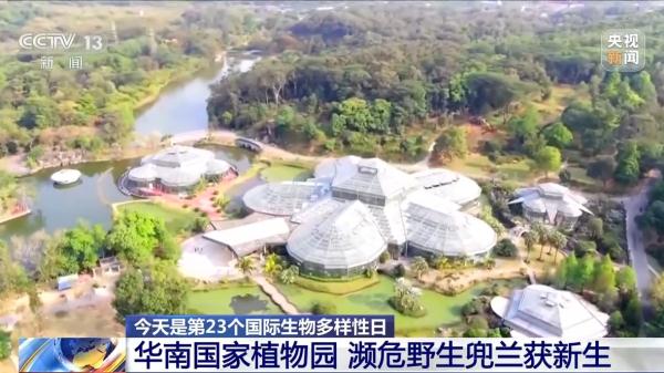 华南国家植物园濒危野生兜兰获新生 华南国家植物园濒危野生兜兰获新生