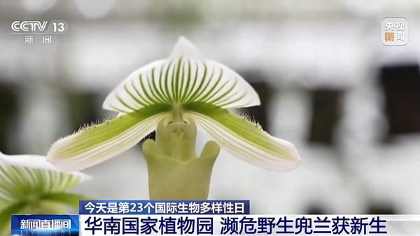 华南国家植物园濒危野生兜兰获新生 华南国家植物园濒危野生兜兰获新生