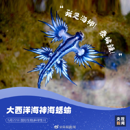 这些神奇动物是表情包的常客
