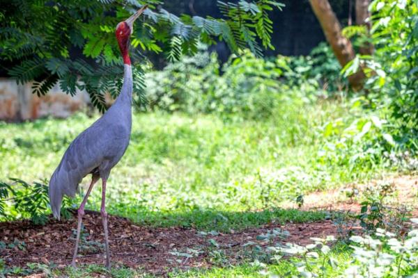 长空亮翅竞自由——泰国保护濒危赤颈鹤初见成效 长空亮翅竞自由——泰国保护濒危赤颈鹤初见成效