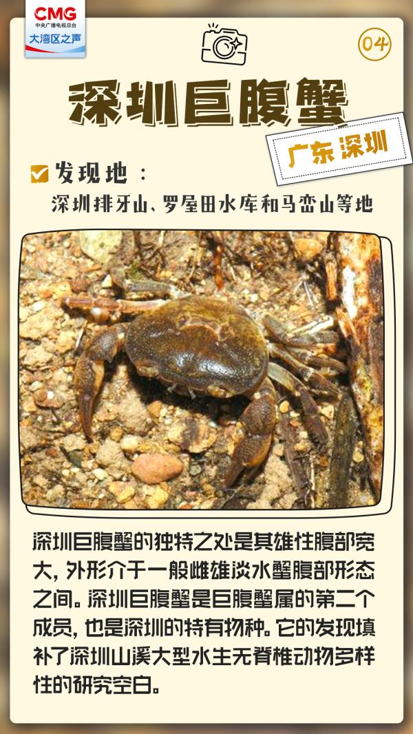 大湾区发现了神秘新生物，不一般！