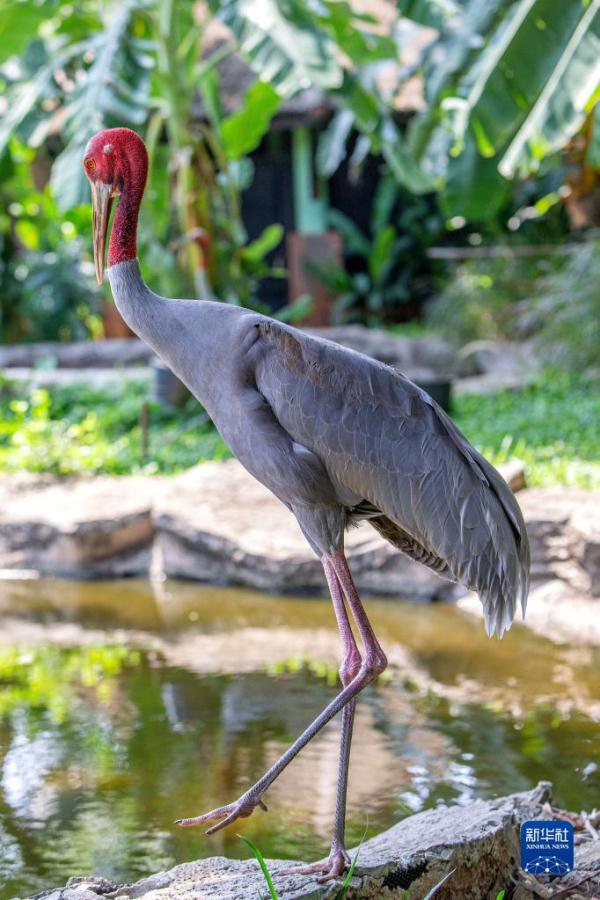 泰国保护濒危赤颈鹤初见成效 泰国保护濒危赤颈鹤初见成效