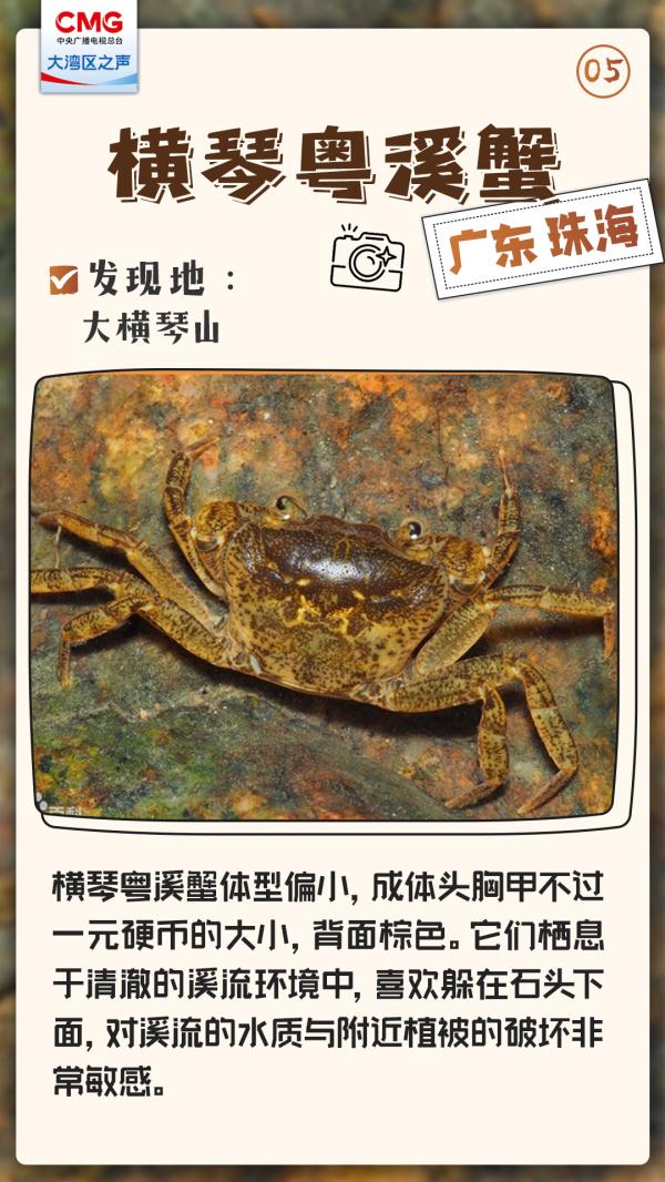 大湾区发现了神秘新生物，不一般！